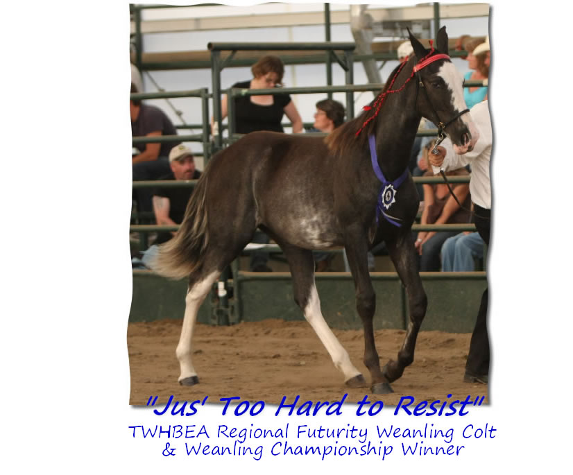 Weanling Colt Champion